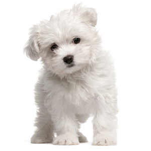 白色犬种类小型图片