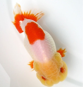 福州潘氏兰寿萌萌的娃娃脸淡水金鱼之王招财鱼直播间专拍请勿私拍