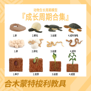 合木教具成长模型蒙氏动物教具三段卡语言发展幼儿园早教植物乌龟