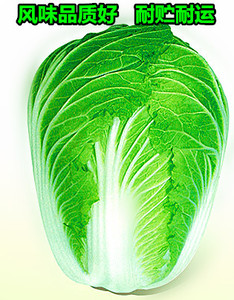 杨凌高科大白菜种子秦白80 高产抗病基地专用10g一袋1级良种包邮