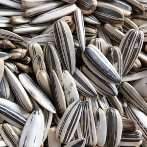 【川沙大桥瓜子】 新疆三道眉香瓜子