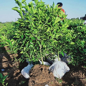 丑柑苗四川丑八怪橘子苗嫁桔子树苗接不知火树苗丑橘树苗柑桔苗