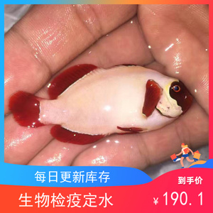 人工白金 金砖透红 海水鱼观赏鱼小丑鱼活体珊瑚