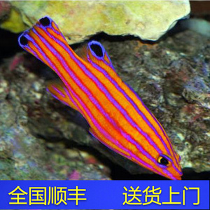 瑞士狐 海水鱼观赏鱼黄金吊活体珊瑚小丑鱼定水顺丰快递包活