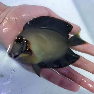 吃屎吊 巧克力倒吊黄倒吊海水鱼观赏鱼小丑鱼活体珊瑚