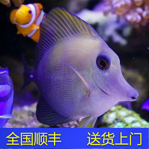 黑三角吊海水鱼观赏鱼小丑鱼活体珊瑚黄金三角吊蓝吊