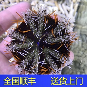 彩色海胆 海水鱼活体珊瑚小丑鱼食藻螺