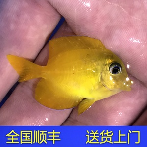 黄吊海水鱼