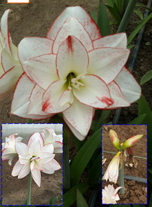 【12月发货】蒂卡之星 秘鲁进口朱顶红种球 多年生新品种梨花花院