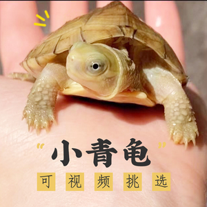 【龟场直发】小青黄喉拟水龟苗乌龟活体发色龟招财龟纯正三黄小青