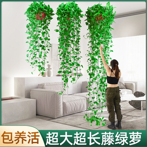 长藤垂吊绿萝盆栽室内吸除甲醛植物墙好养大绿箩吊兰超长藤2米3米