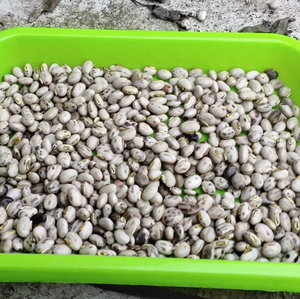 四川狗儿豆种子  龙爪豆猫猫豆毛毛豆 农家自留老品种狗爪豆壳