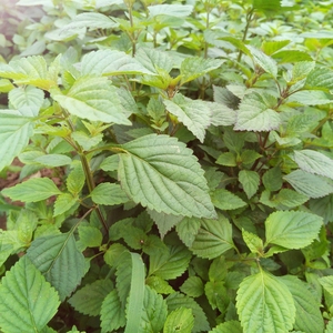 四川木姜菜苗苗 小鱼香菜种子 炒酸菜辣椒豆花木 蘸料宜宾鱼香叶