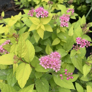 金山绣线菊花园阳台多年生耐热耐旱耐寒可垂吊多季节观花观叶植物