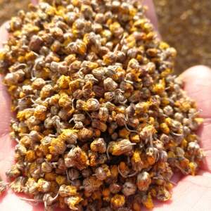 大别山纯野生天然野菊花胎菊散装特级泡养生茶中药材1000g包邮