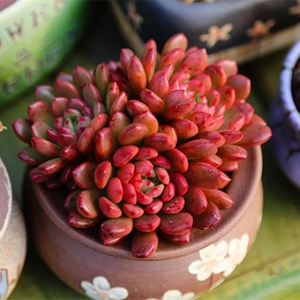 多肉植物【红宝石 花盆 营养土 铺面】多肉植物组合盆栽绿植
