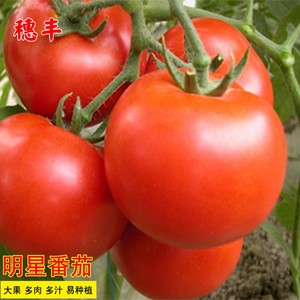 明星大番茄种子红果大西红柿春季秋季播高产盆栽蔬菜种孑农家菜园