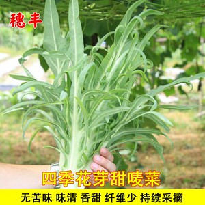 花芽甜麦菜四季播种籽香油麦苦荬菜春四季播高产农家苦麻蔬菜种孑