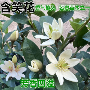 含笑花苗香妃花树室外阳台盆栽浓香型庭院大树苗四季开花常绿植物