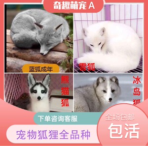 【定金预定幼崽】宠物狐狸活体幼崽小狐狸雪狐白狐熊猫狐蓝狐活物