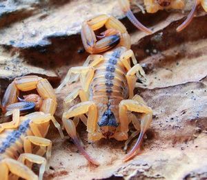 巴西金幽灵蝎Tityus stigmurus (群养孤雌 ）人工繁殖 好养