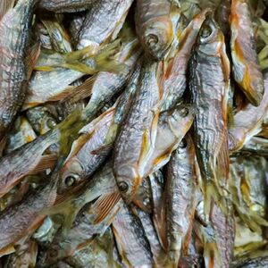 90tb284658719淘宝油鱼广西特产巴马油鱼 野生红水河鱼 穗唇鲃鱼