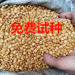 牧马山凉薯地瓜种子水果白地瓜凉薯种子特大早熟凉茹高产蔬菜种籽