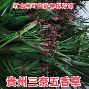 贵州新鲜五香草三奈鸡香草菖蒲去腥提香大料盆栽种植种苗带根一斤