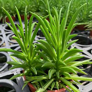 xylztong淘宝租植物多肉欢乐豆绿植盆栽室内桌面窗台好养绿色植物