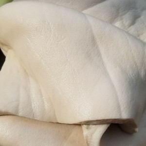 新鲜生牛皮