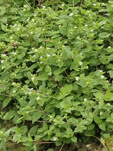 新鲜繁缕草 鸡肠草 鹅肠菜 鹅儿肠 野墨菜 和尚菜500克新鲜品干品