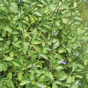 新鲜假马鞭草 玉龙鞭大蓝草新鲜带根整棵500g