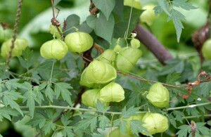 倒地铃 新鲜三角泡 假槟榔三角藤 假苦瓜带藤苦楝风船葛500克