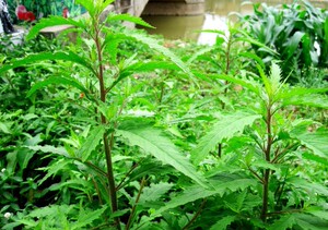 新鲜土荆芥 臭草红泽蓝天仙草钩虫虱子草 中草药鸭脚草500克