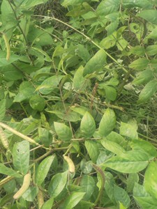 新鲜羊角菜 中草药 假决明金豆子野扁豆望江南发枝叶500g湿品包邮