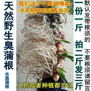 野生新鲜水菖蒲老根泥菖莆臭蒲根水菖蒲草根水剑草中药材一斤包邮