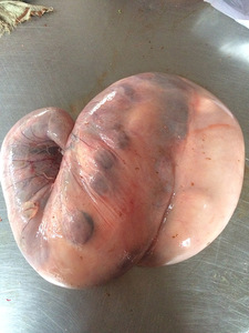 羊胎盘 带崽羊胎 仔羊 山羊胎  2件顺风包邮