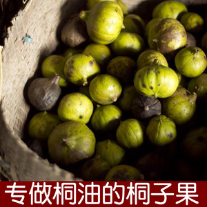 贵州特产新鲜野生桐子果 自然生长油桐树果子1斤不可食用可做桐油