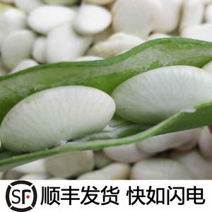 新鲜蔬菜白玉豆非冷冻江西上饶特产农家自种带壳扁豆玉山白芸豆荚