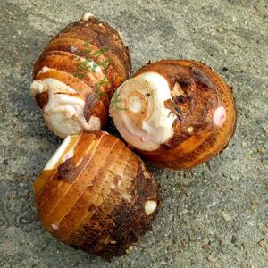 5斤新货江西特产新鲜蔬菜现挖母芋香脆芋头大芋头毛芋头火锅食材