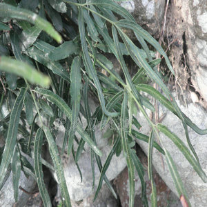 凤尾草野生新鲜