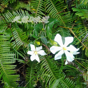 炳宇中药材淘宝纯正野生黄栀树根,纯山栀子根,栀子根 山黄枝根 黄