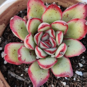 墨西哥原始灵影大象多肉控养精品4cm肉肉植物花卉盆栽大棚实拍