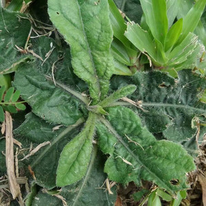 地胆草新鲜现采红花苦胆草煲汤坐地娘地胆头苗500g包邮天然地斩草