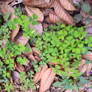 深山黄花酸浆草天然潮汕盐酸鸡草新鲜小号三叶草现采酢浆草三叶酸