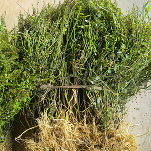 新鲜半枝莲潮汕纯天然中药材四方枝仔韩信草500g另售铁树叶半边莲