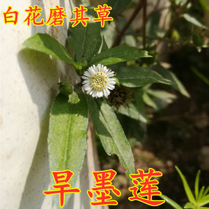 旱墨莲新鲜白花磨其草深山现采乌心草 野外黑墨草 鳢肠草500g包邮