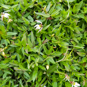 【半边莲包邮】半边莲包邮品牌,价格 - 阿里巴巴