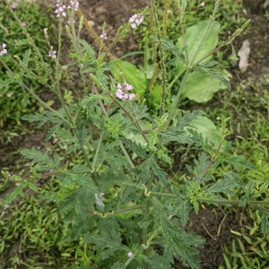 天然马鞭草新鲜铁马边甲边草蜻蜓草野荆芥500克包邮中草药材农家