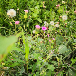 潮流族2008淘宝深山一点红中药材潮汕叶下红 天然羊蹄草新鲜红背叶